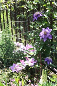 d5c5174d-IMG_7151 Klematisi.jpg